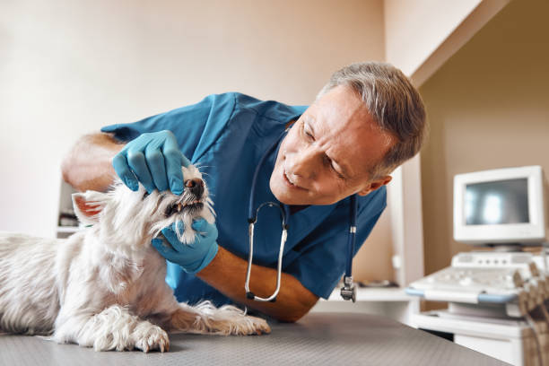 Best Emergency Dental Care for Sports Injuries in West Bishop, CA
